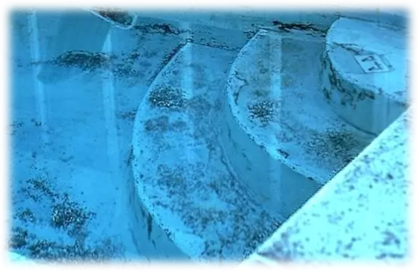 What to do when you get Black Spot Algae?